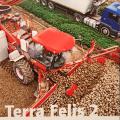 Holmer terra felis 2 02