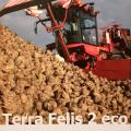 Holmer terra felis 2 eco