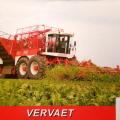 Vervaet beet eater 625 01